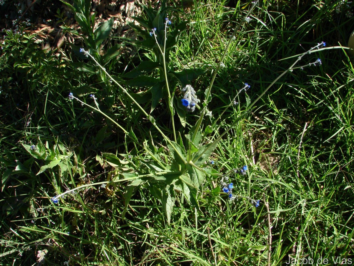 Cynoglossum zeylanicum (Sw. ex Lehm.) Thunb. ex Brand